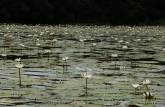 Water Lilies crescem em remanso do rio Dulce, no nosso caminho para Livingston, no litoral da Guatemala